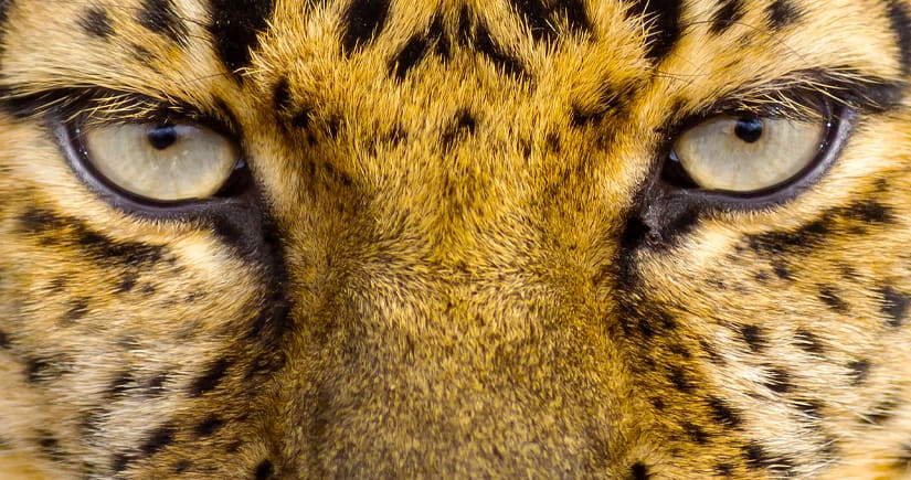 Top 25 Zoos In America