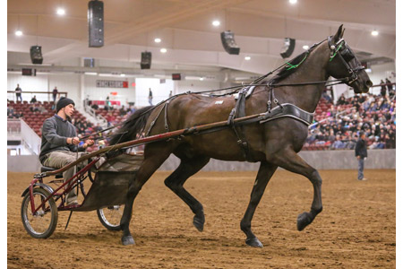 Michiana-Event-Center-Sulky-Horses.jpg